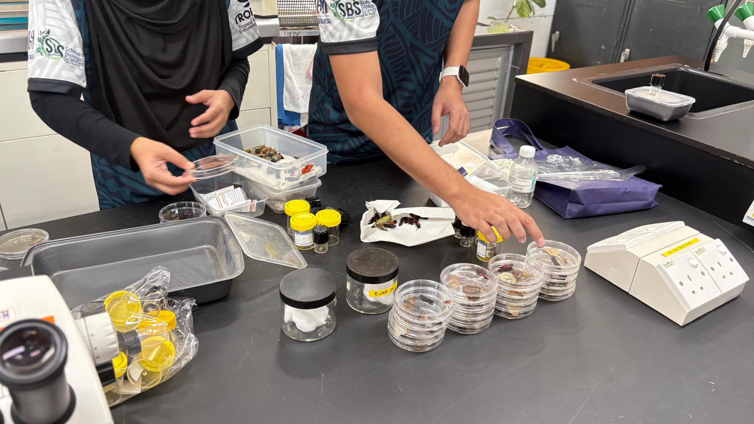 INSECT IDENTIFICATION PRESERVATION TECHNIQUES WORKSHOP 2026 SHARES VALUABLE ENTOMOLOGY KNOWLEDGE 6