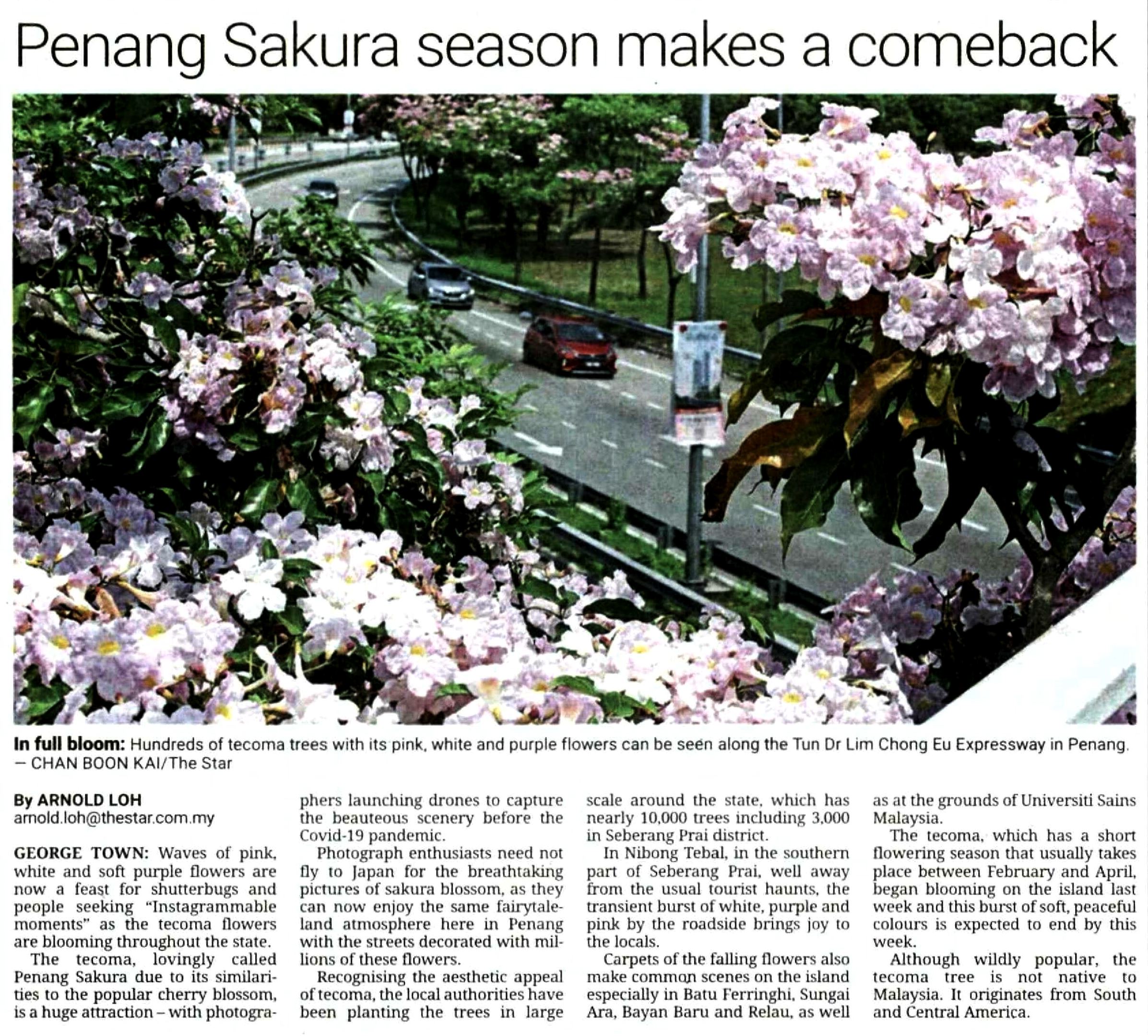 14 Feb 2023 Penang Sakura season makes a comeback The Star Nation Pg 8 