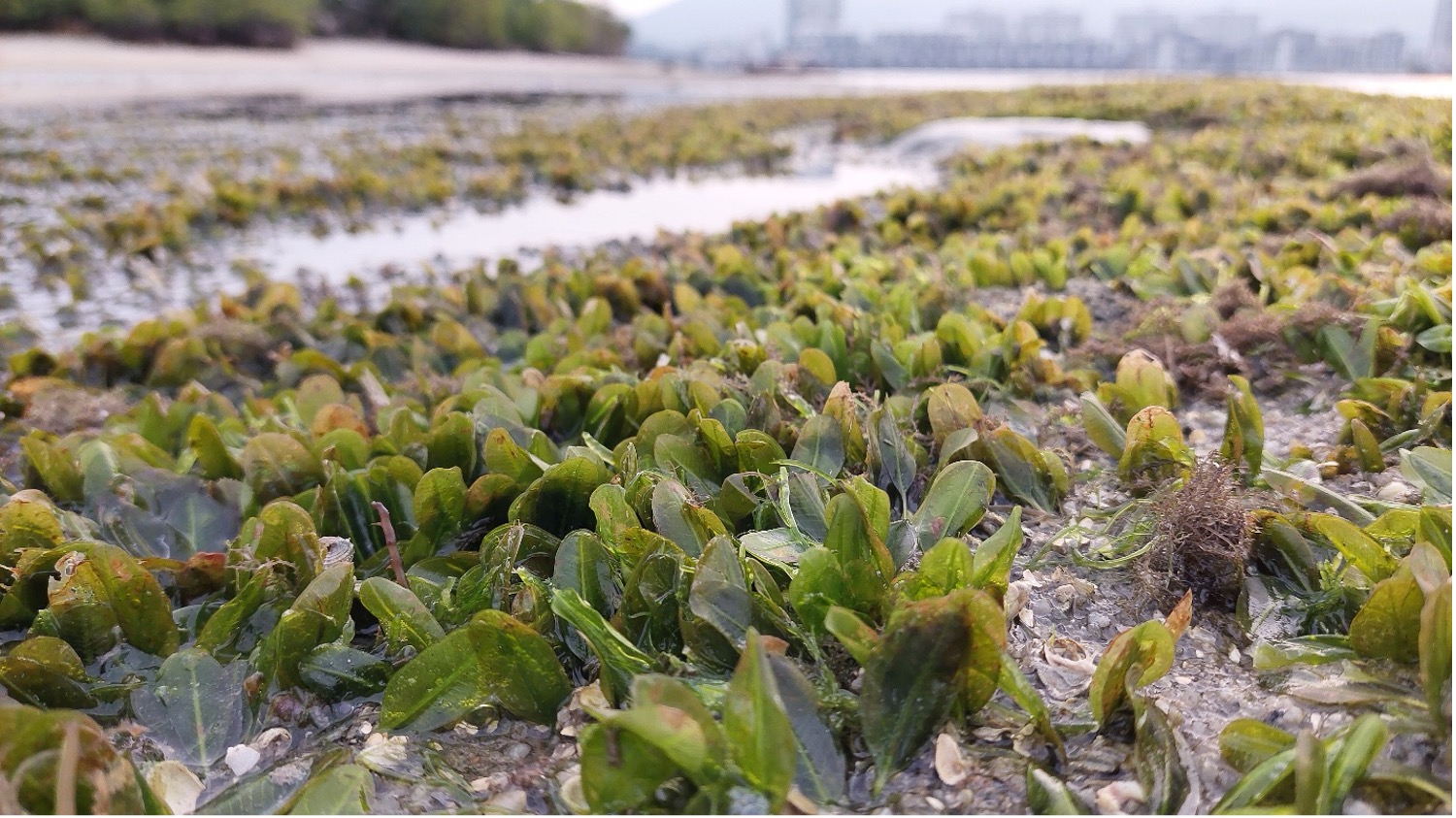USM-Infineon Coastal Cleanup activity at Pulau Gazumbo 3