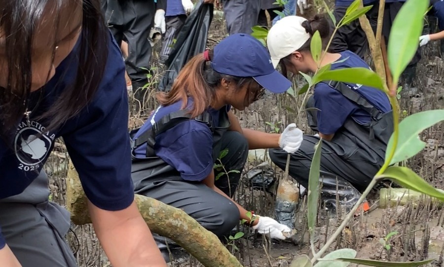 Restoration Efforts and Mangrove Sapling Planting