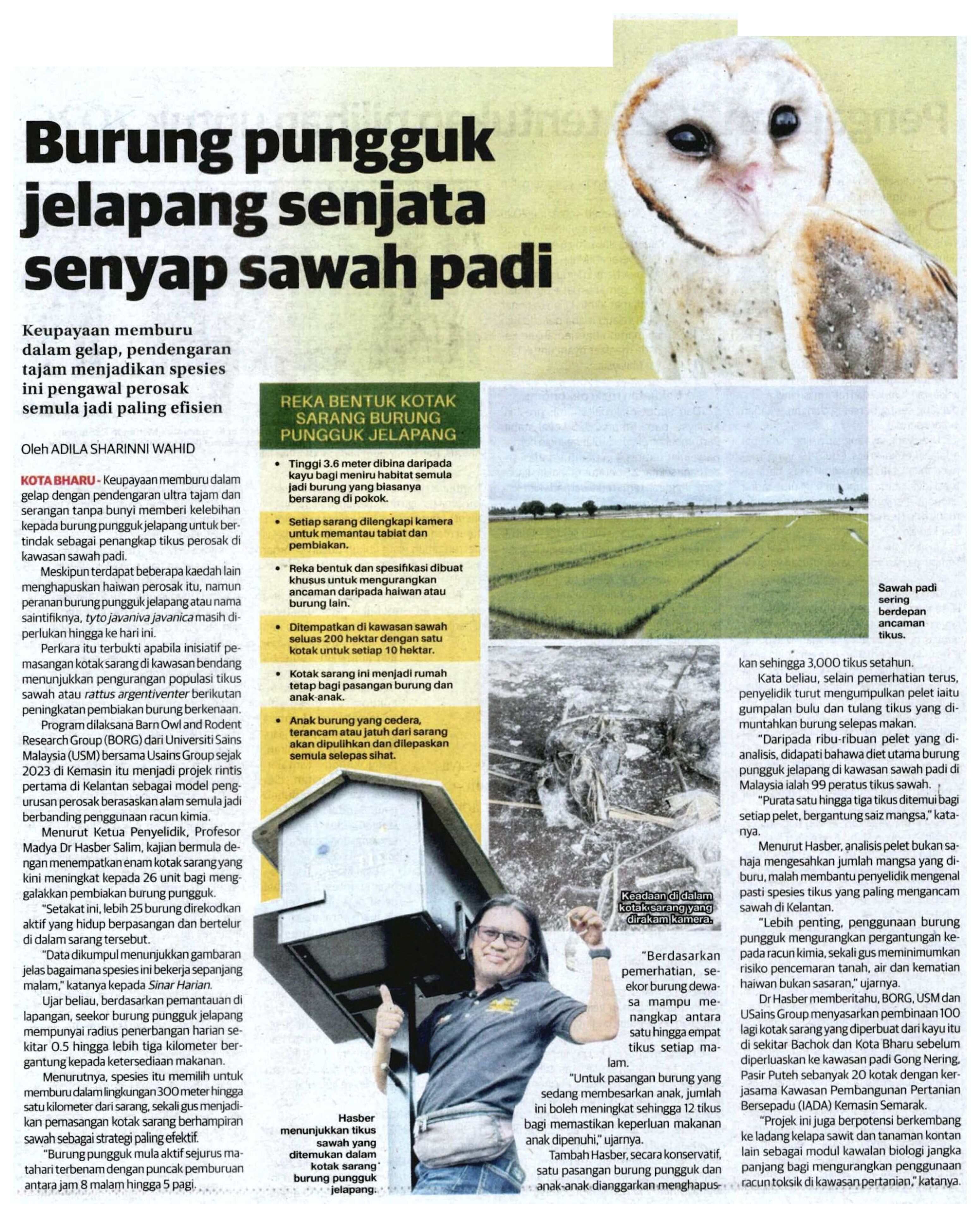 Burung pungguk jelapang senjata senyap sawah padi